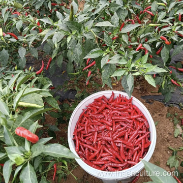 Sichuanpepper small dried red pepper for food seasoning